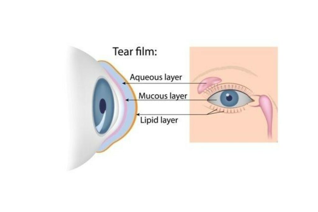 A diagram illustrating the three layers of the human tear film: the lipid layer, the aqueous layer, and the mucous layer, shown in cross-section on the cornea and indicated in relation to the anatomy of the eye and surrounding tear glands.